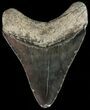 Serrated, Fossil Megalodon Tooth - Georgia #51016-2